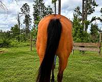 quarter-horse-for-sale