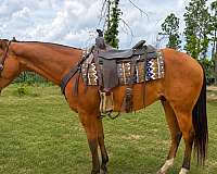 quarter-horse