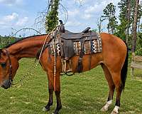gelding
