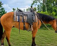 bay-all-around-horse