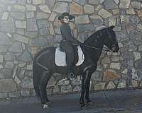 ialha-andalusian-colt-gelding