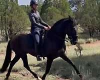ialha-colt-gelding
