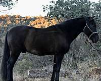 pack-colt-gelding