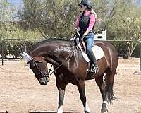 dutch-warmblood-gelding