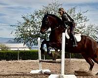 dutch-warmblood-horse-for-sale