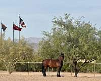dutch-warmblood-horse