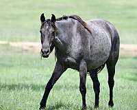 homozygous-black-mare-foal