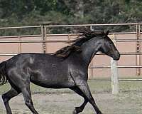 black-twhbea-mare-foal
