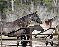 blue-roan-twhbea-mare-foal