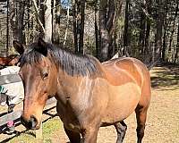 thoroughbred-horse