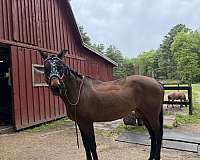 thoroughbred-mare