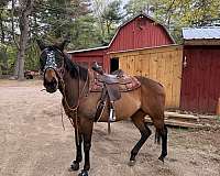 thoroughbred-horse-for-sale