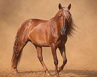 backed-andalusian-horse
