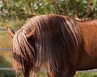 caring-andalusian-horse