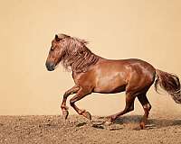 dark-chestnut-andalusian-horse
