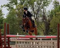 all-around-hanoverian-horse