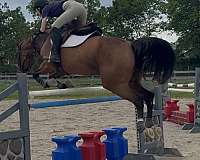 dressage-hanoverian-horse