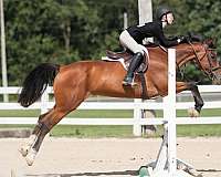 athletic-hanoverian-horse