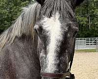17-hand-percheron-gelding