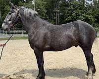 grey-percheron-gelding