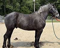 grey-gelding-for-sale