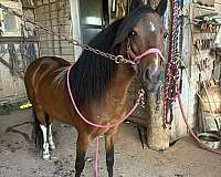 shetland-pony-mare