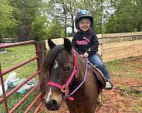 shetland-pony-for-sale