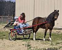 shetland-pony