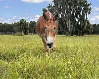 flaxen-main-tail-horse