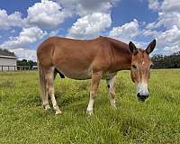 chestnut-flaxen-main-tail-horse