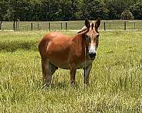 pleasure-to-work-with-mule