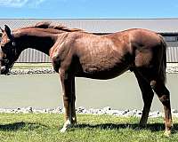 csha-dutch-warmblood-gelding