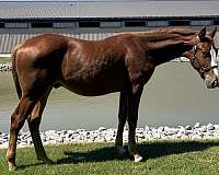 hanoverian-gelding