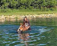 beginner-belgian-horse