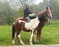 driving-belgian-horse