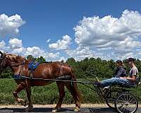 kid-safe-belgian-horse