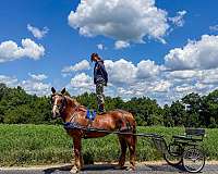 lesson-belgian-horse
