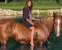 pleasure-driving-belgian-horse