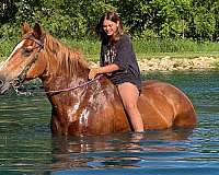 trail-riding-belgian-horse