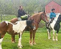 beginner-gelding
