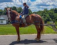 driving-gelding