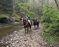 all-belgian-horse