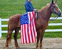 draft-belgian-horse