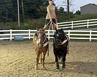 beginners-belgian-horse