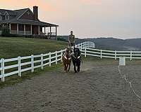 break-belgian-horse