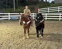 draft-gelding