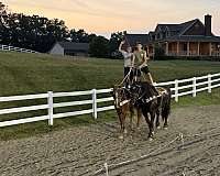 all-around-gelding