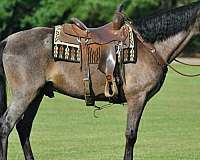 blue-roan-horses-for-sale
