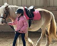 advanced-haflinger-horse