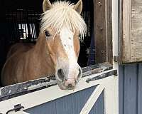 advanced-beginner-haflinger-horse
